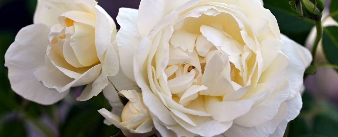 Main image for the article:October Rose Care by Growing Zone | Jackson & Perkins