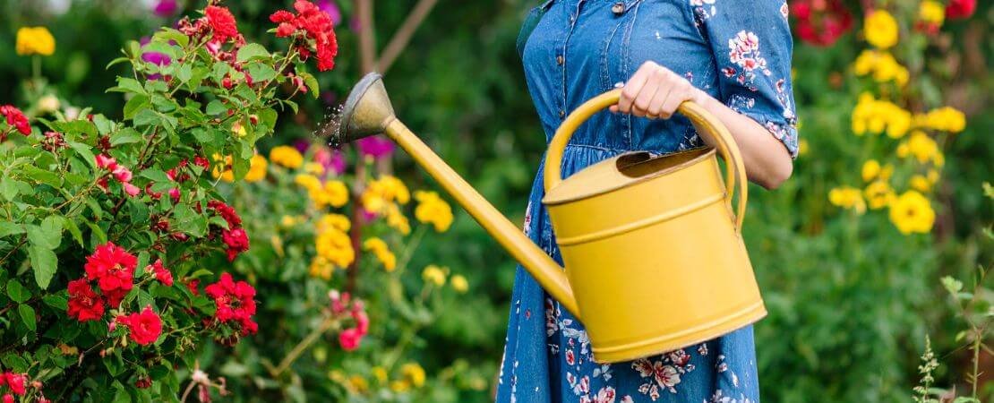 watering roses from overhead with a watering can
