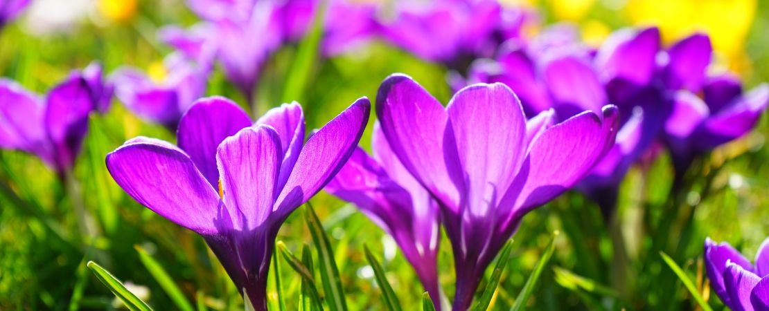 Main image for the article:Garden Success with Easy Bulbs