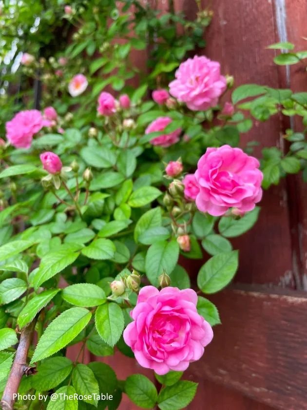 Peggy Martin rose flowers closeup