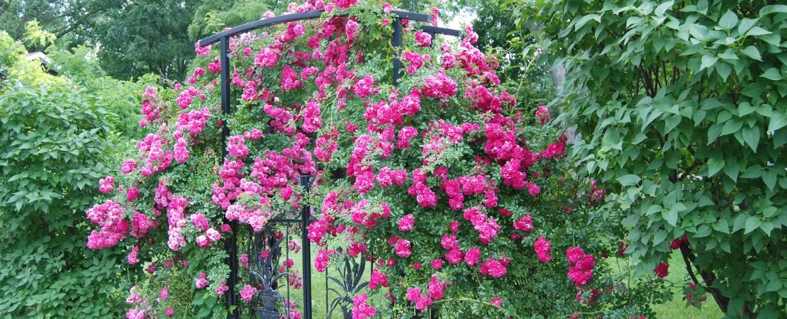 Main image for the article:From Flood to Flower: The Peggy Martin Rose Story