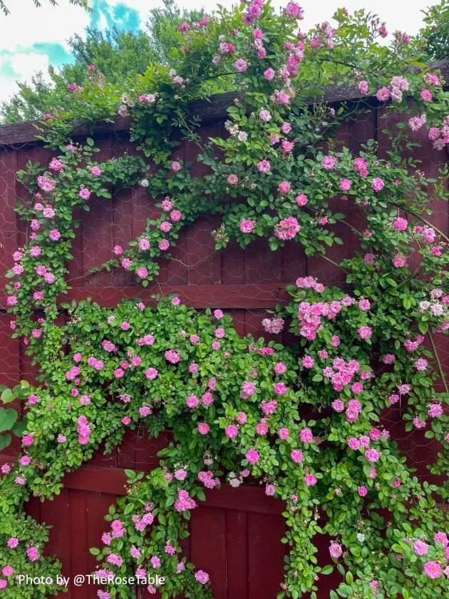 Peggy Martin rose climbing a fence with chicken wire