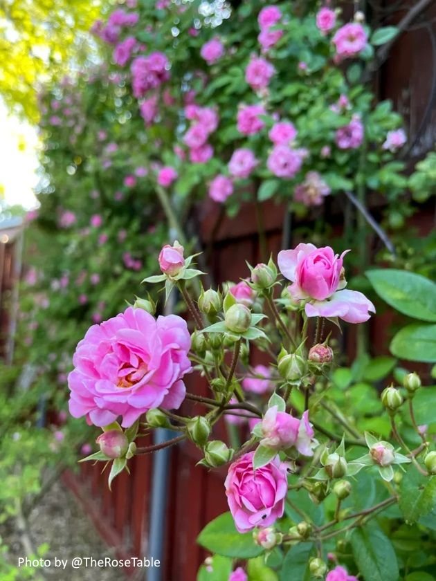 Peggy Martin climbing rose closeup flowers