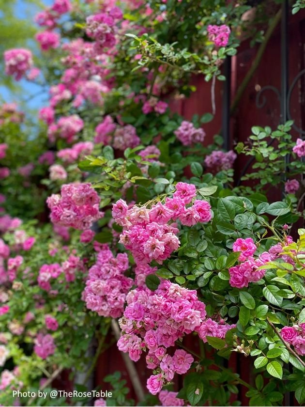 Peggy Martin climbing rose heavy with blooms