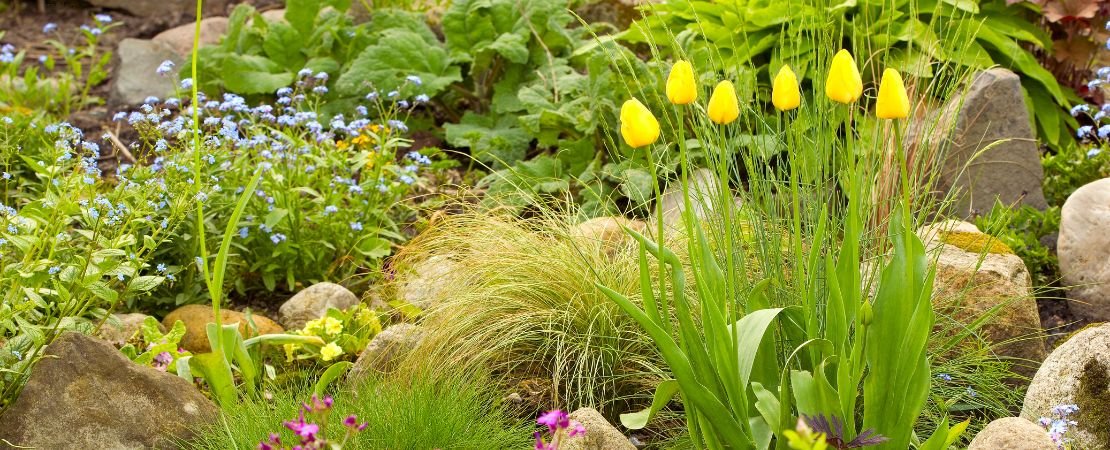 perennial rock garden
