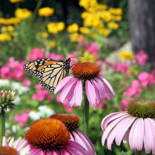 drought-tolerant perennials in garden