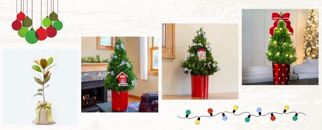 magnolia tree, Alberta spruce trees with holiday decor