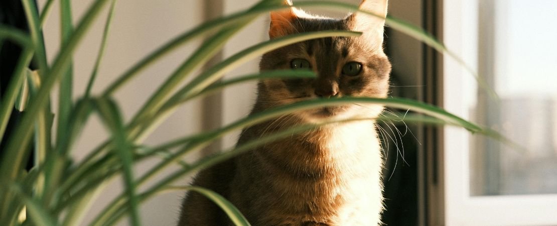 cat behind a spider plant