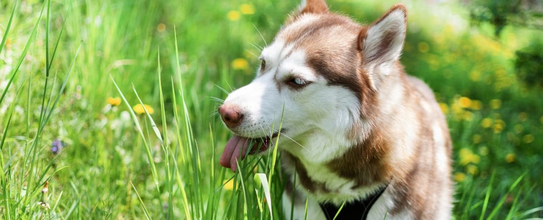 dog eating grass
