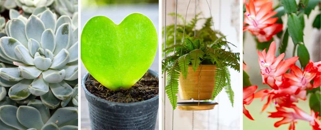 echeveria, hoya, Boston fern, Christmas cactus