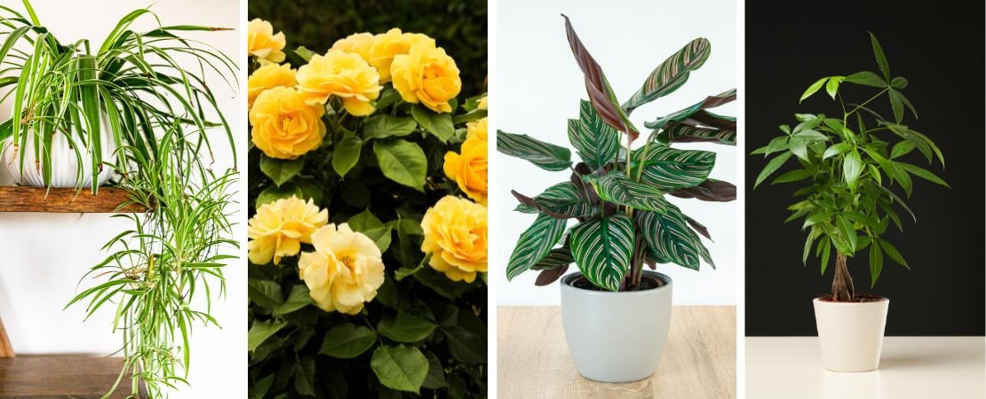 spider plant, miniature roses, prayer plant, money tree