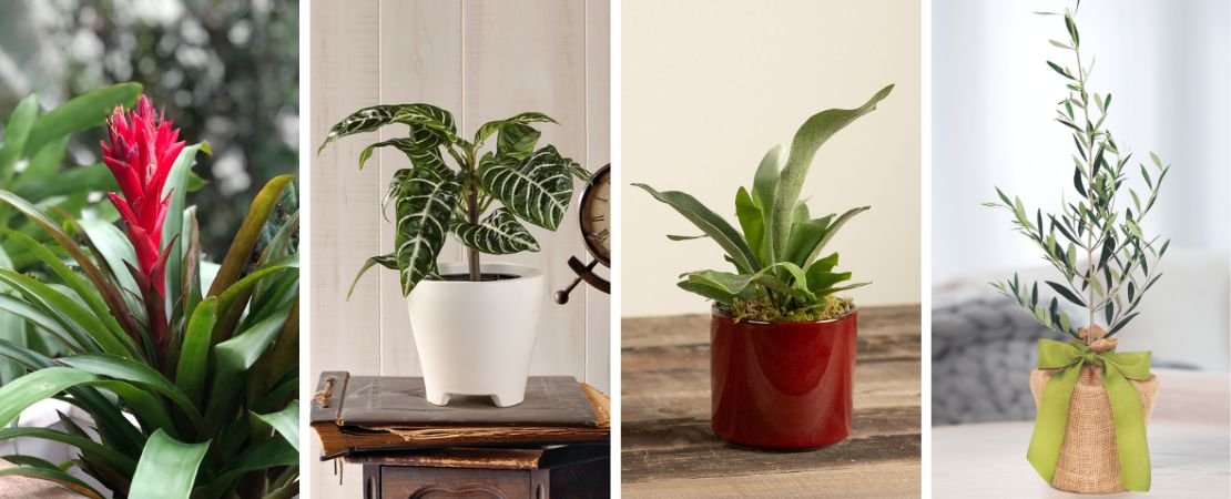 bromeliad, zebra plant, staghorn fern, olive tree