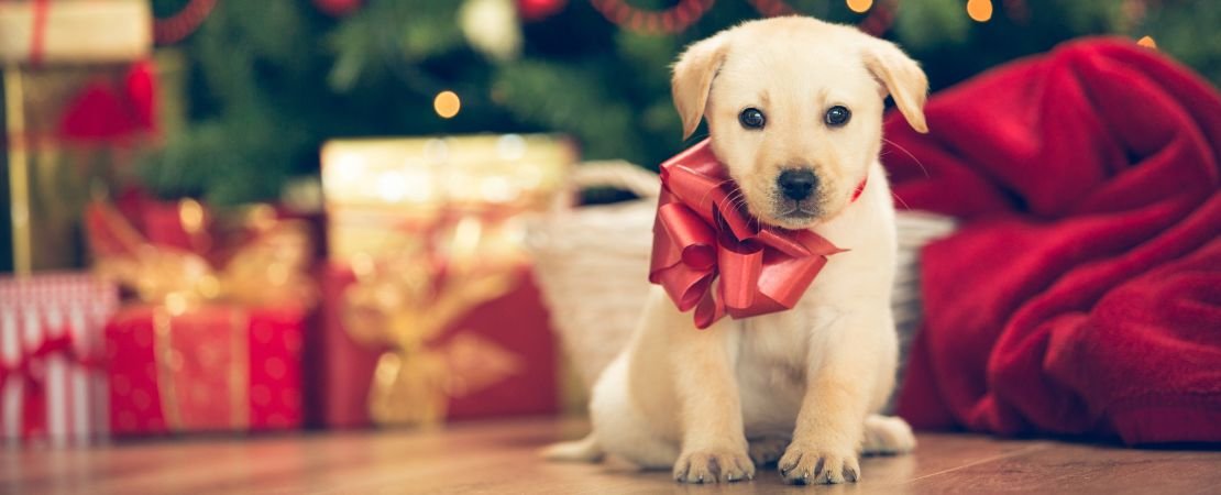 puppy with bow in front of Christmas tree