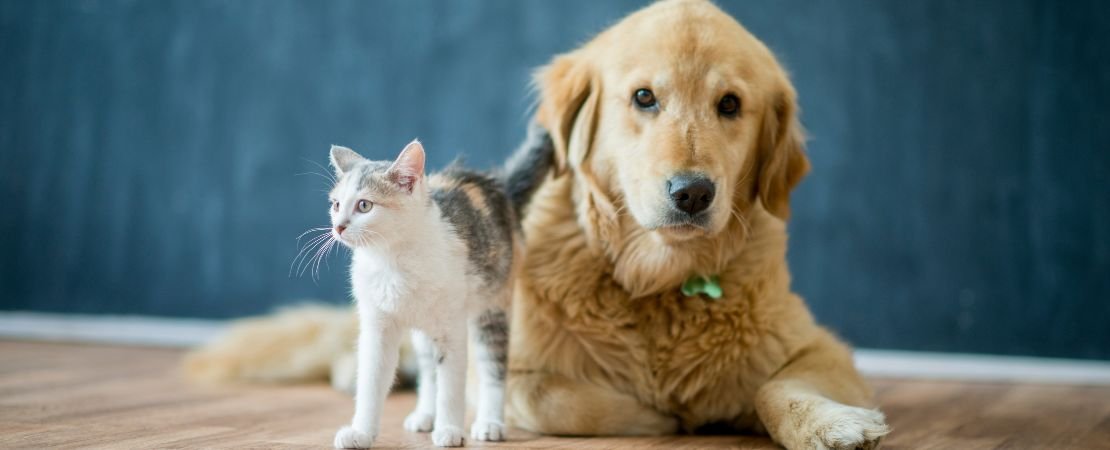 Main image for the article:Top 14 Pet-Safe Plants: What’s Safe for Gifting and What’s Not?