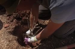 Blog image for How to Plant Bare Root Roses