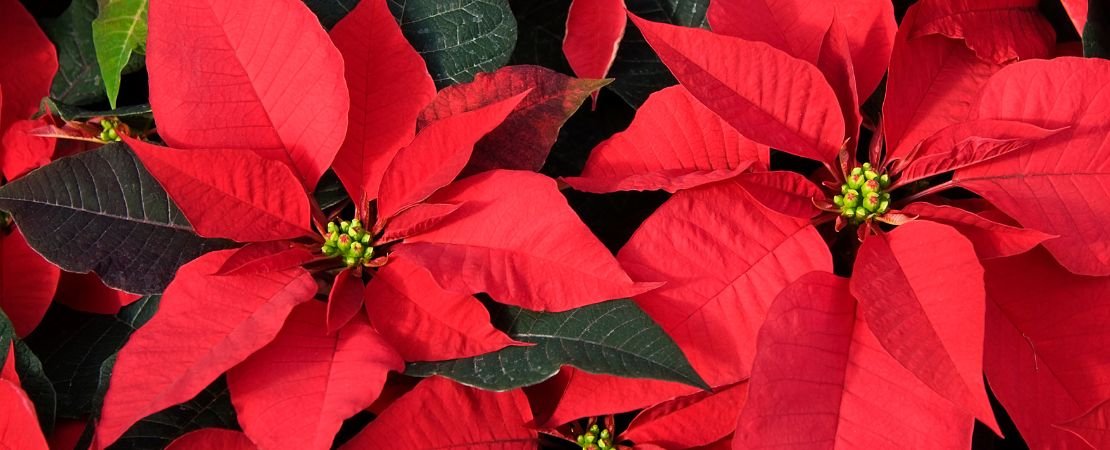 red poinsettias closeup