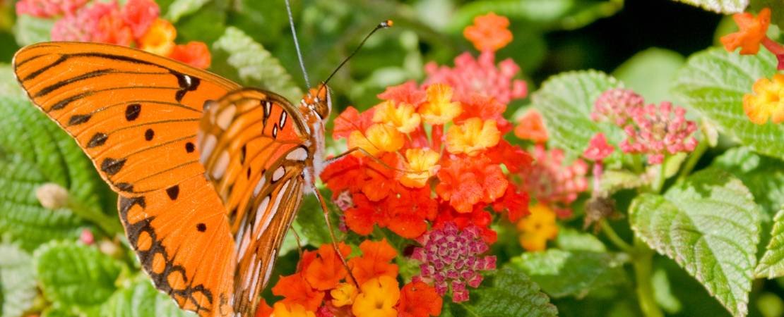 Main image for the article:Best Perennials and Shrubs for Your Pollinator Garden