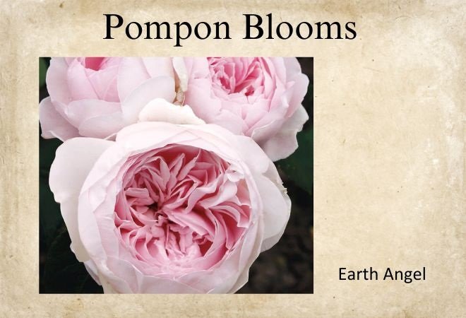 roses with pompon blooms