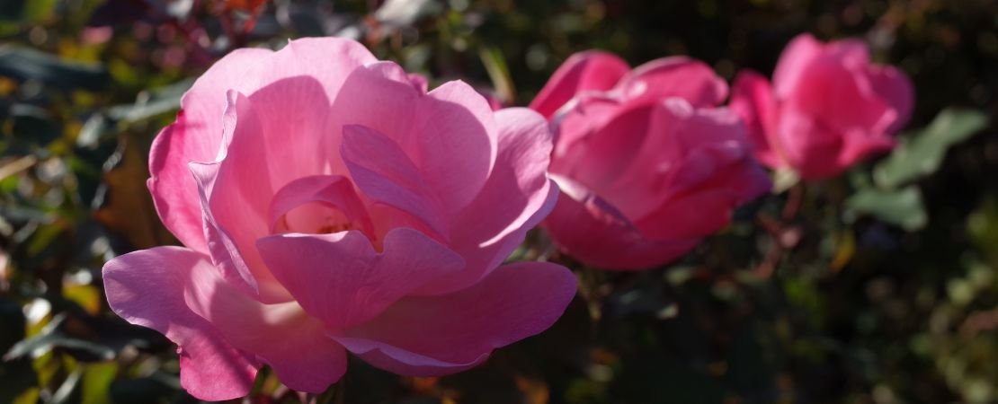 pink Knock Out roses