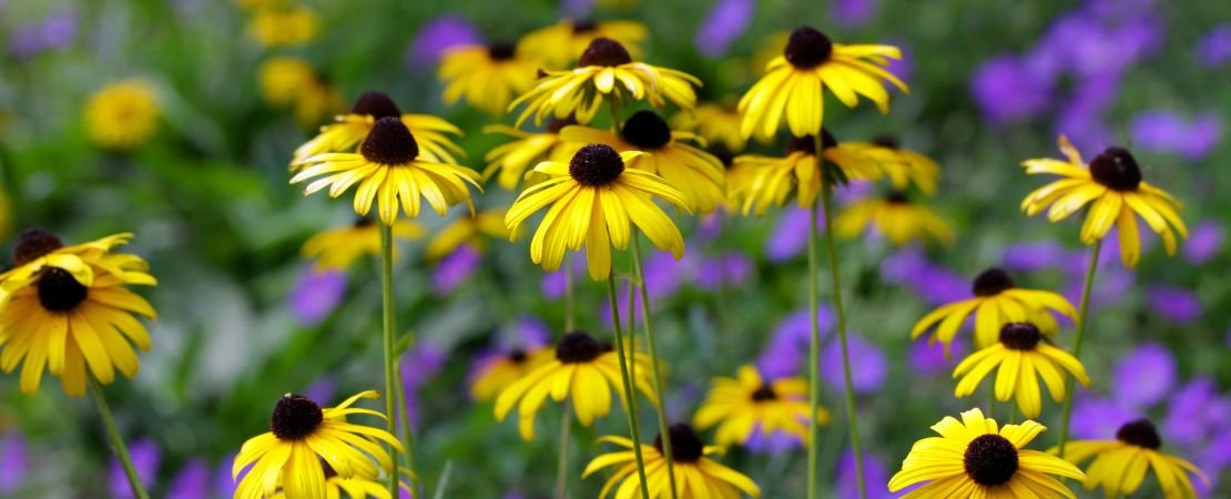flower garden with back-eyed Susans