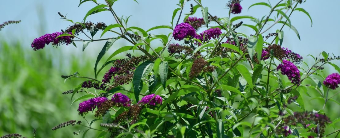 butterfly bush (buddleia) blooming