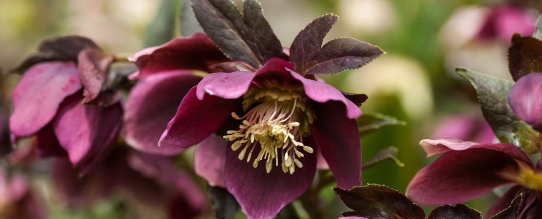 maroon hellebore flowers