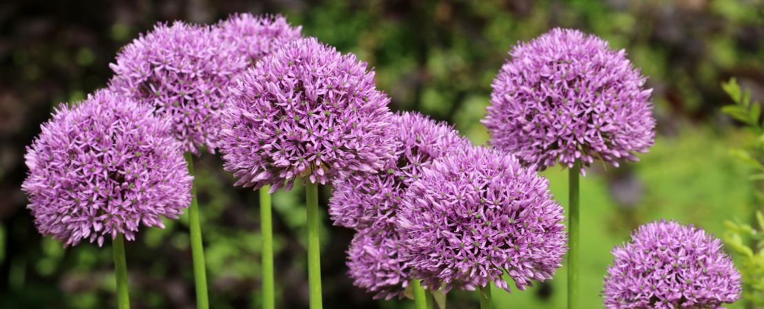 globe-shaped blooms of allium flowers in garden