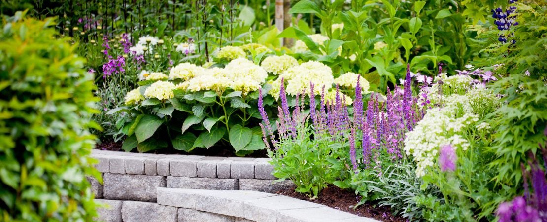white hydrangeas and purple veronica in garden
