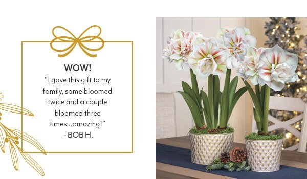 white amaryllis flowers with customer review