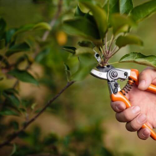 pruning peony branches in fall