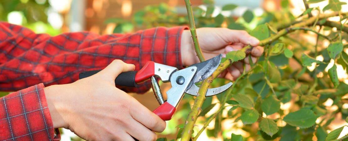 man pruning roses in the garden