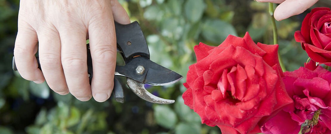 Main image for the article:Pruning Roses