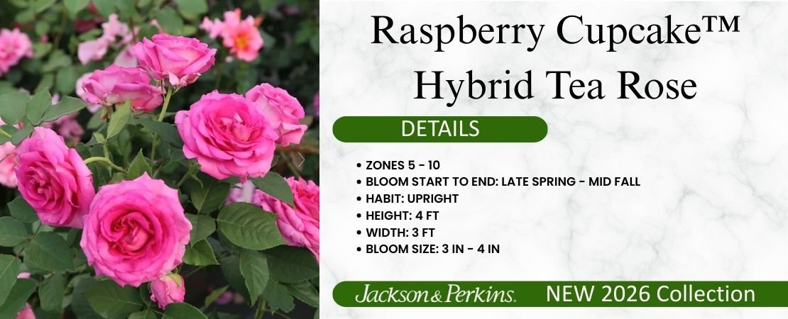 Raspberry Cupcake hybrid tea rose