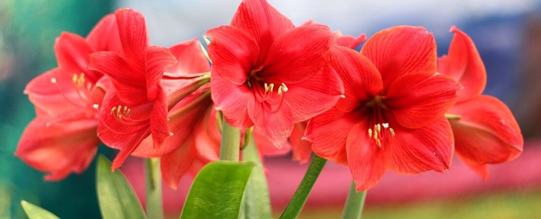 Main image for the article:A Guide to Reblooming Amaryllis