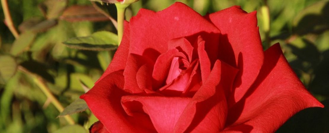 Red Masterpiece a 1974 Hybrid Tea Rose | Jackson & Perkins