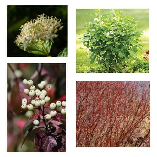 red twig dogwood in four seasons 