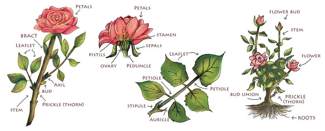 Guava Flower Morphology Guava Flower Morphology