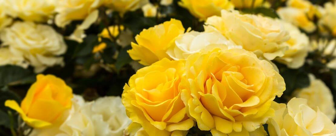 yellow and yellow and white roses in the garden