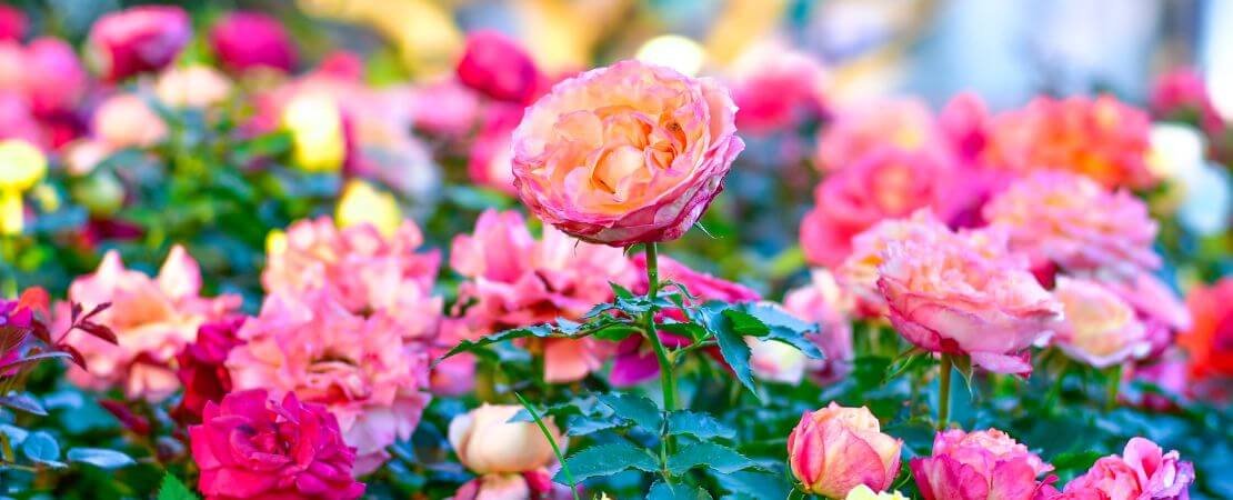 Main image for the article:Rose Care Calendar: Month-by-Month Rose Care by Growing Zone
