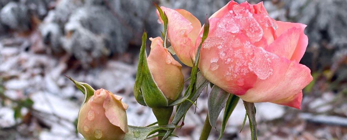 pink roses in the garden with heavy frost