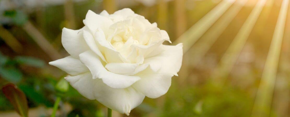 single white rose in rays of sunshine