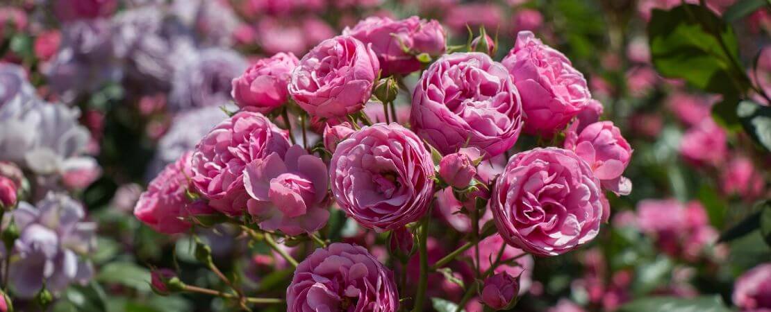 a spray of pink floribunda roses