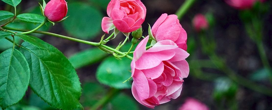 deep pink rose blooms in garden