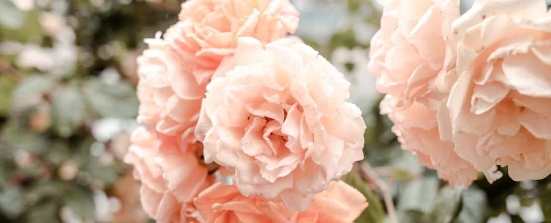 peach colored rose bush