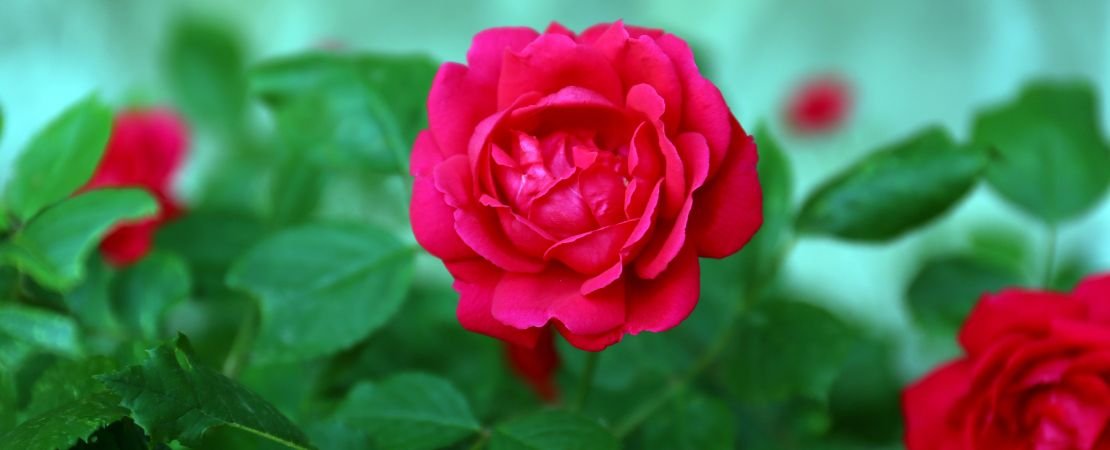close up of red rose flower in garden