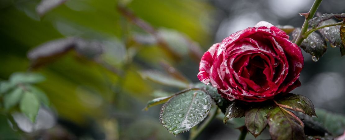 Main image for the article:What To Do In the Rose Garden in November