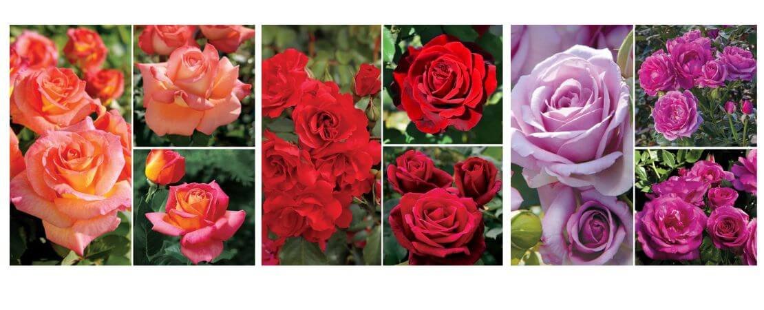 color themed rose collections