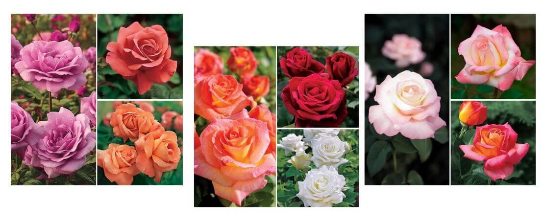 fragrant rose collections
