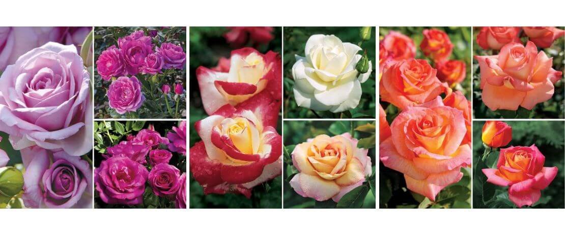 Main image for the article:How to Design a Rose Garden with Collections That Work Together