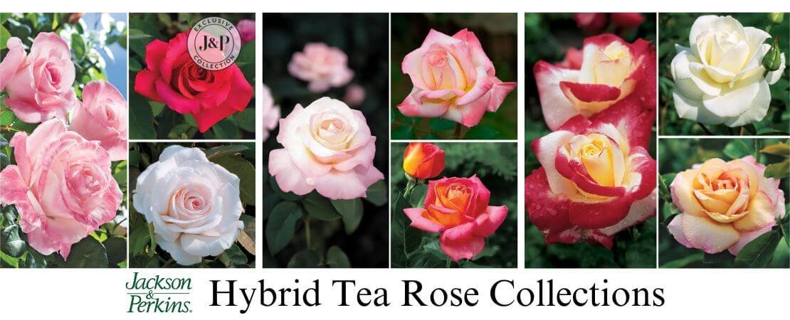 roses in the hybrid tea collection